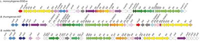 MogR Is a Ubiquitous Transcriptional Repressor Affecting Motility, Biofilm Formation and Virulence in Bacillus thuringiensis